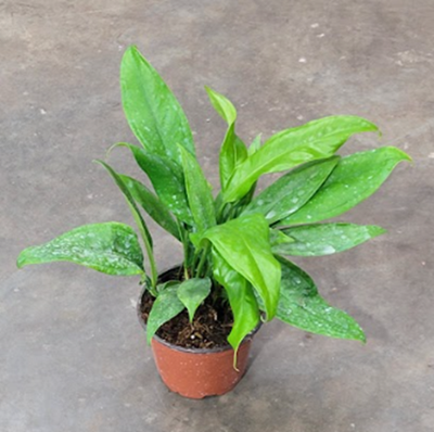 6" Anthurium Vittarifolium